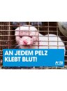 An jedem Pelz klebt Blut PETA Poster gerollt
