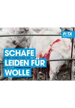 Schafe leiden für Wolle Poster gerollt