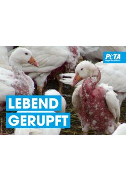 Lebend gerupft - PETA Poster gerollt