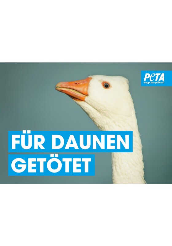 Für Daunen getötet - PETA Poster gerollt